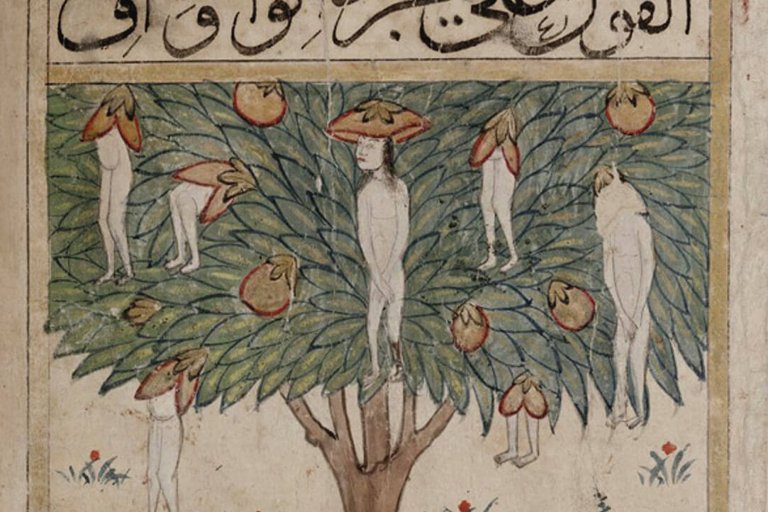Дерево ваквак. Китāб ал-Булдāн. Bodl. Or. 133. Фрагмент.